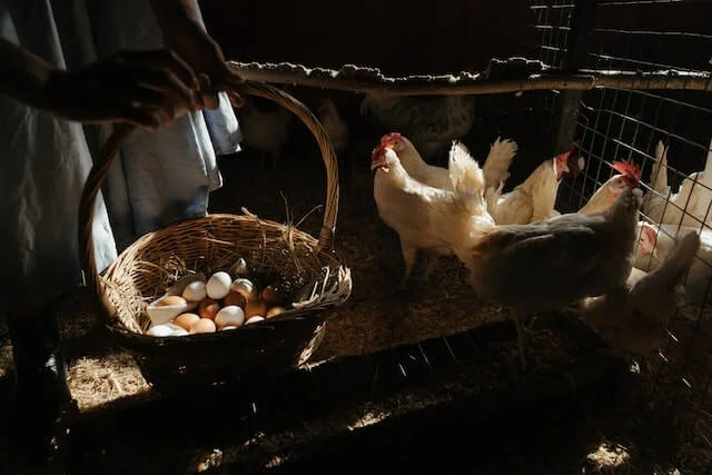 Chicken Poultry Farm Names Ideas