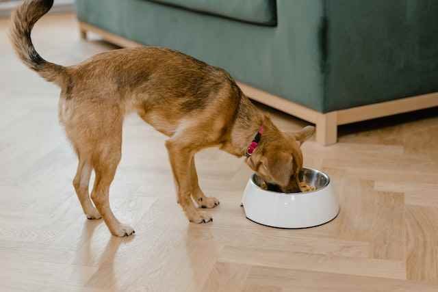 A dog eating Best Dog Food from a bowl